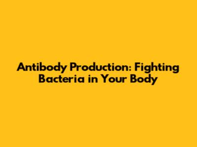 Antibody Production: Fighting Bacteria in Your Body