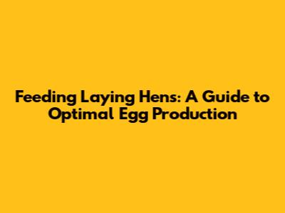 Feeding Laying Hens: A Guide to Optimal Egg Production