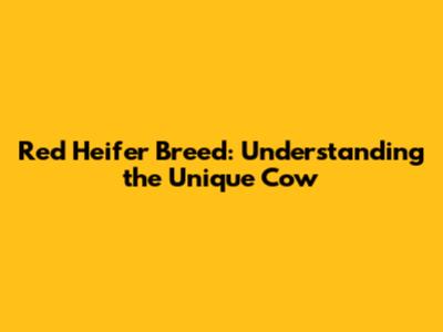 Red Heifer Breed: Understanding the Unique Cow