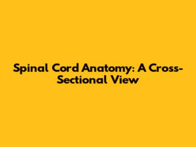 Spinal Cord Anatomy: A Cross-Sectional View