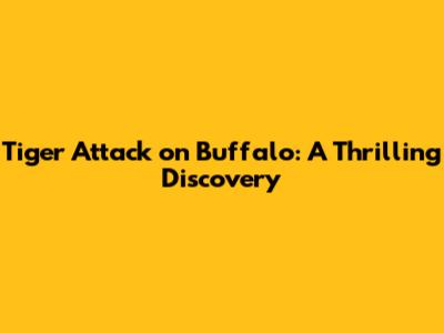Tiger Attack on Buffalo: A Thrilling Discovery